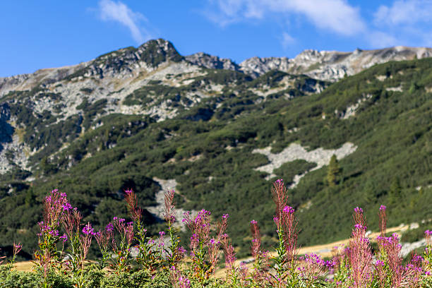 Vibrant wildflowers blooming in mountain meadow