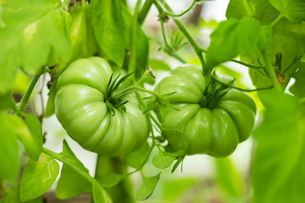 Fresh green tomatoes plant with fruits.