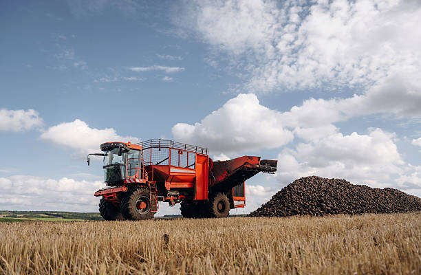 istock Beet harvester is on the agricultural field at daytime 2242142800