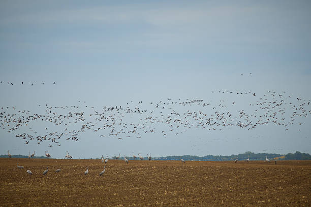 istock Common crane grus grus migrating south feeding in autumn times on fields 2242142933