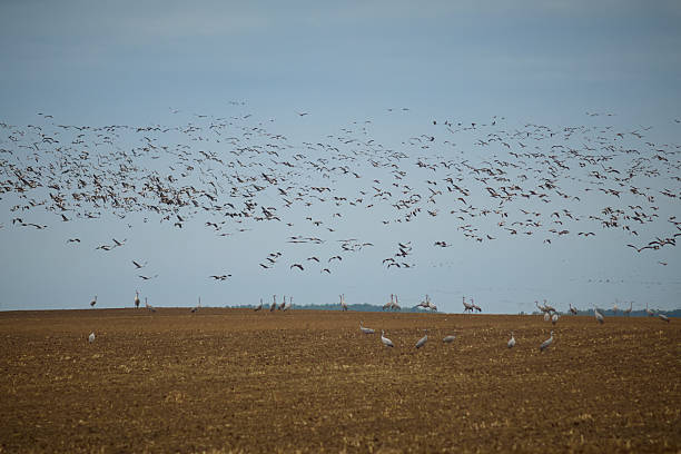 istock Common crane grus grus migrating south feeding in autumn times on fields 2242143000