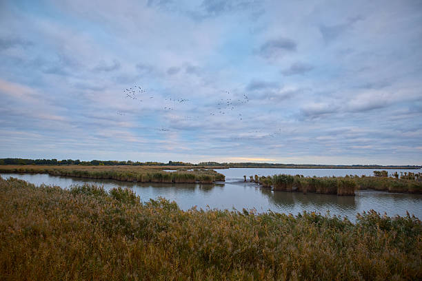 istock Common crane grus grus migrating south gathering around Hortobagy in Hungary 2242143163