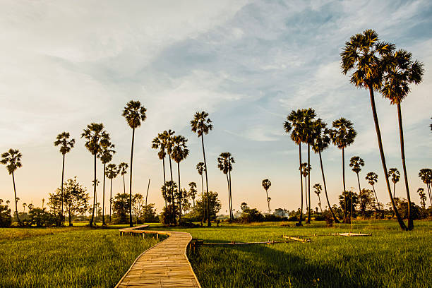 istock Serene Sunset Walkway Through a Field of Sugar Palms 2242144028