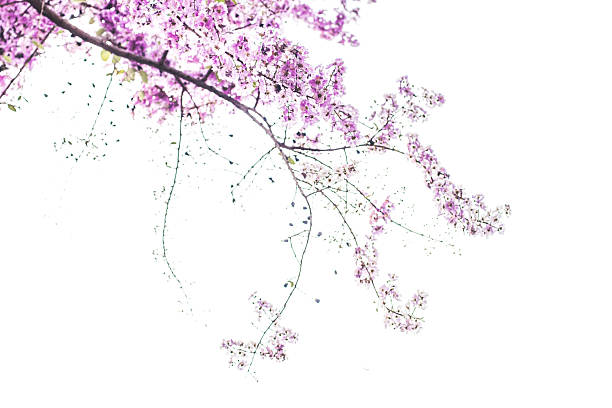 A close-up, low-angle view of delicate purple flowers on a tree branch, set against a bright, white background.