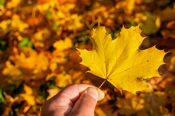 A maple leaf with melted frost in the sun's rays held in the hand.