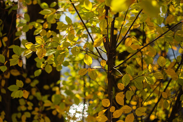 autumn leaves in the forest.