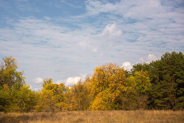Colorful autumn landscape with blue sky and trees. Bright autumn colors fill the park, with a clear blue sky overhead and trees displaying vibrant foliage.