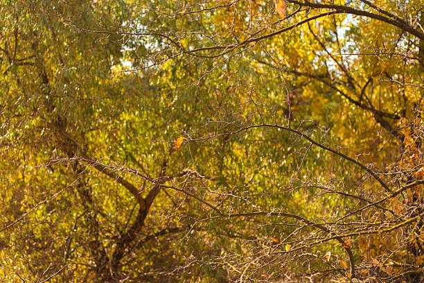 autumn leaves in the forest.