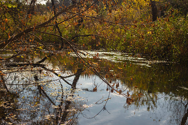 istock autumn leaves in the forest 2242146365