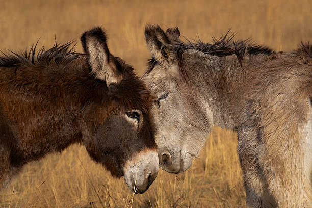 istock Two donkeys touching heads in a dry grass field 2242150218