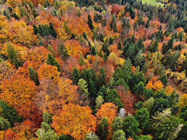 Forest colors in fall. Beskids mountains in Poland. Zywiec Beskids (Beskid Zywiecki) near Milowka.