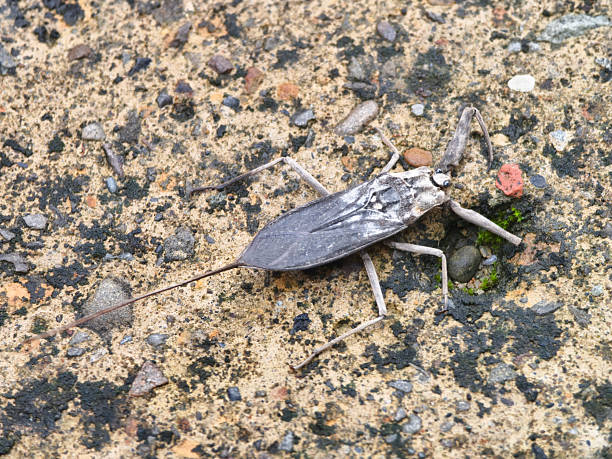 Water scorpion live in paddy fields, ponds, clean waters, and other aquatic habitats at low altitudes or on flat land, but their numbers have decreased due to pollution of the aquatic environment. Predatory aquatic bug in the family Nepidae, with caudal process that acts as breathing tube.