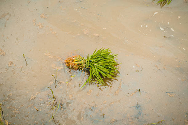 Green rice seedlings growing in flooded paddy fields under natural daylight, symbolizing traditional agriculture, sustainable farming, and rural economic development in Asia.