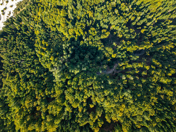 istock Dense Green Forest Canopy Aerial View 2242154538