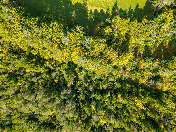 Drone aerial image showing a dense forest canopy with various green and yellow foliage. Lush treetops create a natural pattern. Forest landscape from above with mixed trees.
