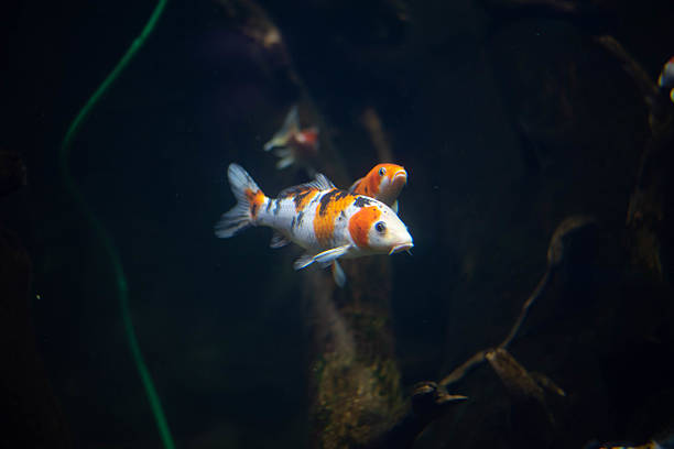 Goldfish