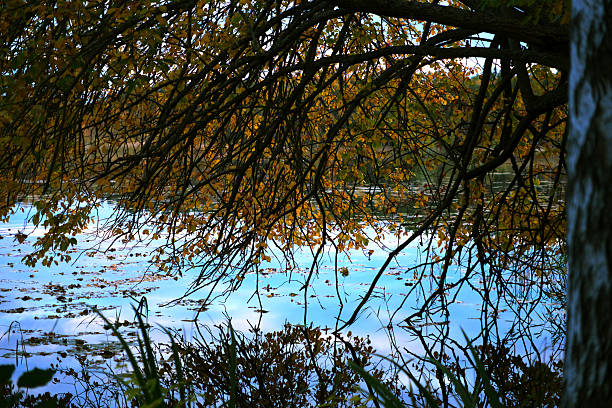 Autumn tree with yellow orange leaves hanging over lake