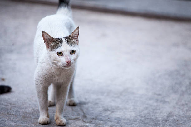 istock Top View Of A Cat On All Fours Facing Forward On The Ground 2242158992