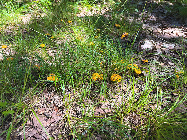 Golden Coral Fungus - Ramaria aurea