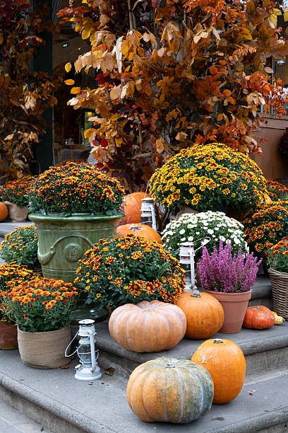 istock Paris, France - 10 19 2025: Halloween cucurbitaceae still life. Pumpkins, butternuts, squashes, lanterns and flowers on a stone staircase 2242161874