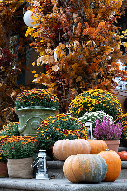 istock Paris, France - 10 19 2025: Halloween cucurbitaceae still life. Pumpkins, butternuts, squashes, lanterns and flowers on a stone staircase 2242161884