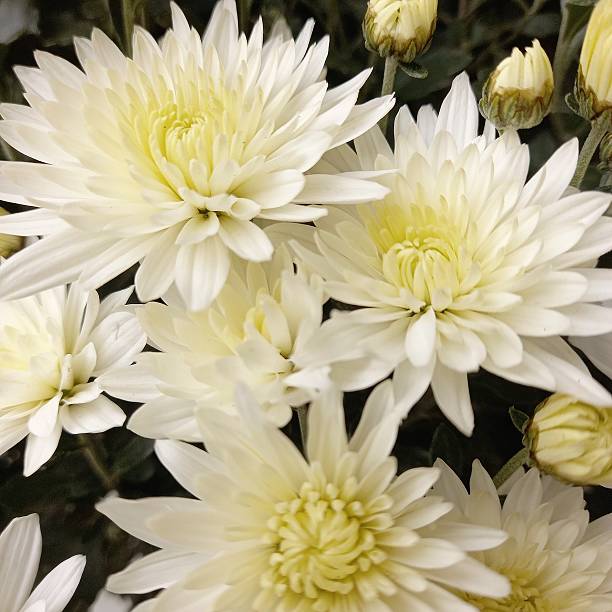 istock Soft white and yellow chrysanthemums in bloom 2242163451