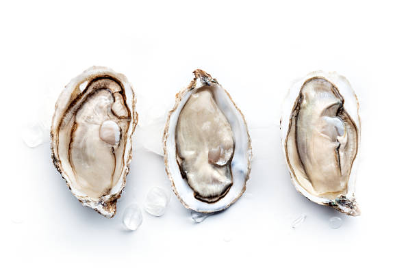 istock Fresh raw oysters on ice, overhead flat lay view on a white background 2242163575