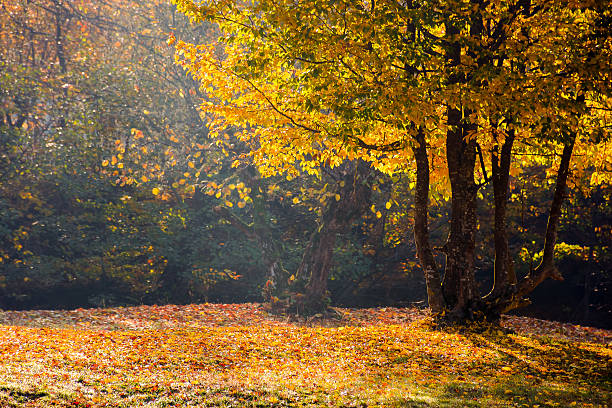 landscape with deciduous tree on a beech forest glade in autumn. beautiful nature background in morning light. hazy october weather. lush yellow foliage