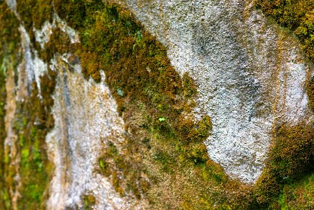 abstract texture of rock with green moss on the surface