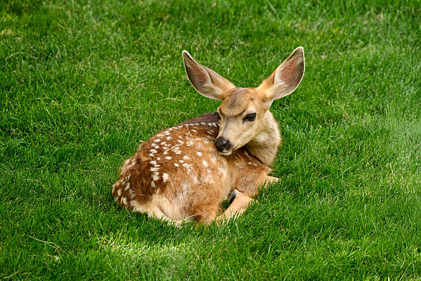White-tailed Deer Fawn (Odocoileus virginianus) hiding in tall grass