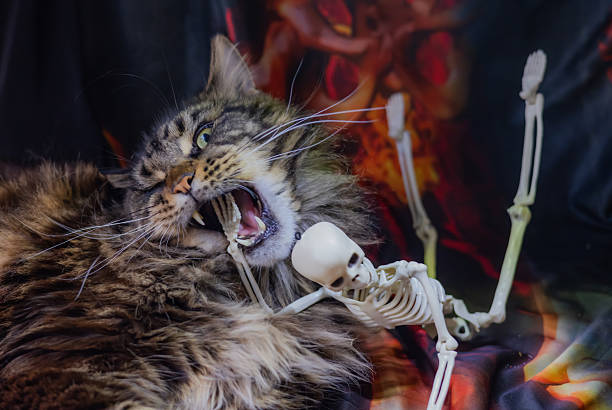 Halloween still life with a skeleton and Maine Coon
