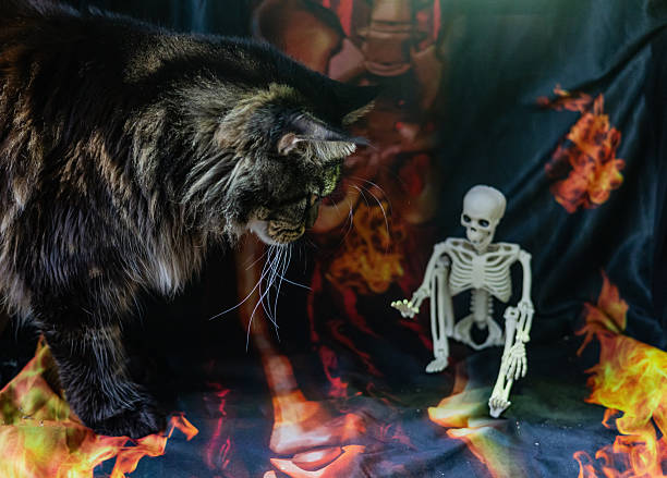 Halloween still life with a skeleton and Maine Coon
