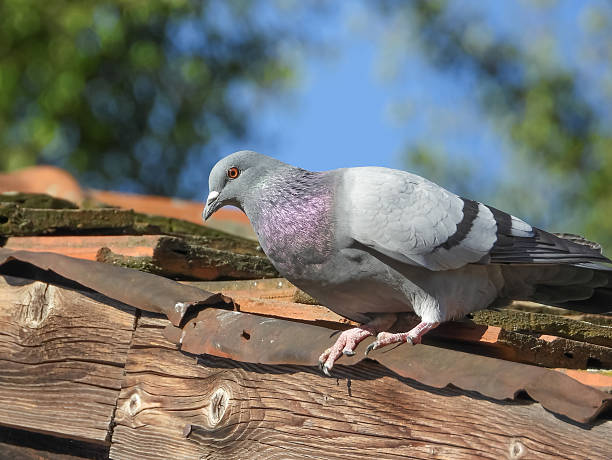 istock Young city pigeon on a tiled roof 2242165833