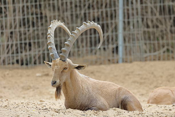 Wild Nubian ibex looking at camera in Ein Gedi nature reserve, Israel