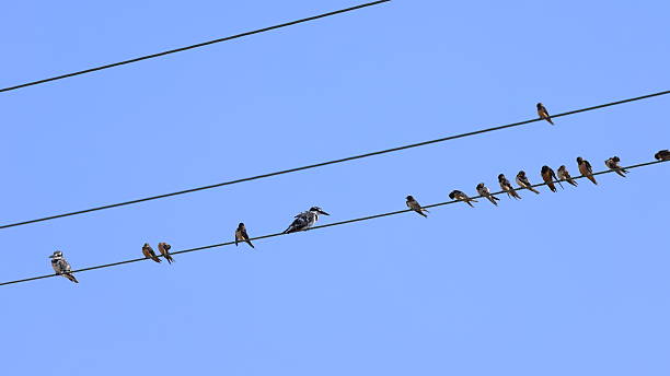 istock A flock of birds sitting on a wire against a blue sky. 2242166341