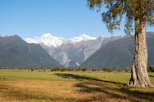 A bright winter's day on New Zealand's South Island, and here we see a magnificent Kahikatea tree in a grassy paddock with the spectacular snow-capped peaks of the Southern Alps beyond.
