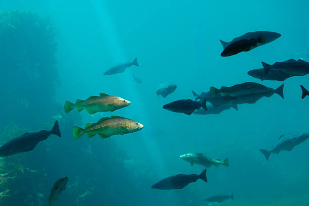 Straumen tidal strait fish schools in Norway waters