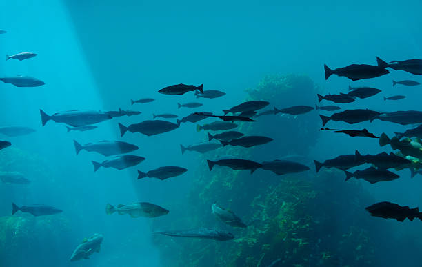 istock Straumen tidal strait fish schools in Norway waters 2242169544