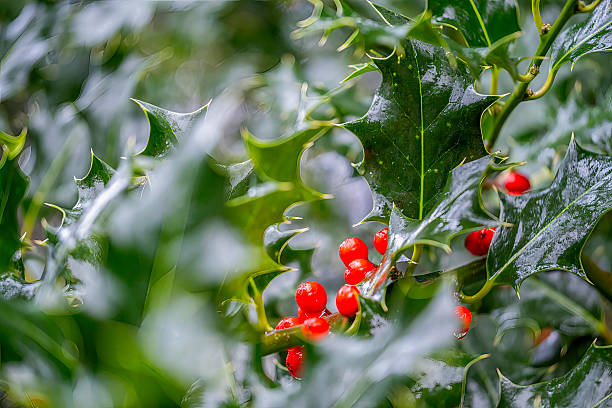 Snowy Holly plant aka Christmas Holly. Symbolic chrismas decoration.