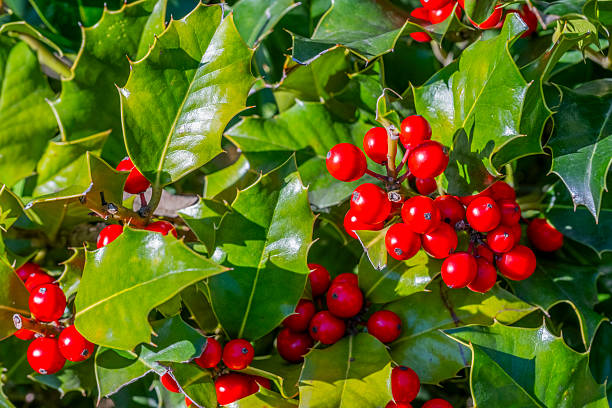 Holly plant aka Christmas Holly in a sunny day. Symbolic chrismas decoration.