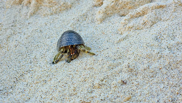 istock Hermit Crab on Kuata Island, Fiji 2242171663