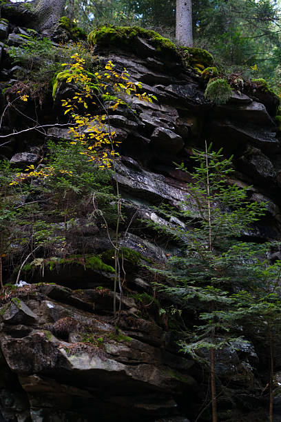 istock Mossy rock formation with pine trees in forest landscape 2242172098