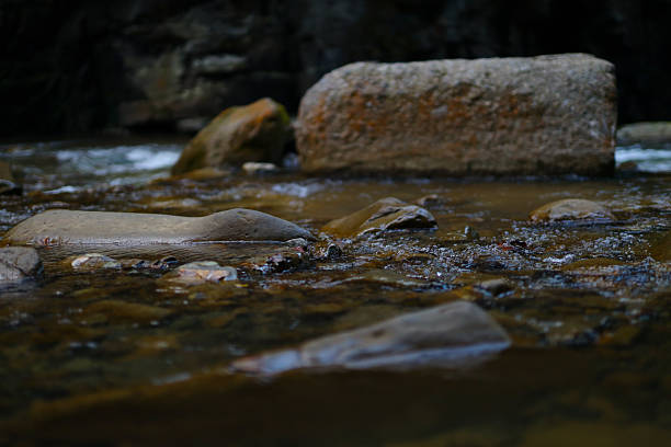 Tranquil stream flowing over rocks in forested riverbank.