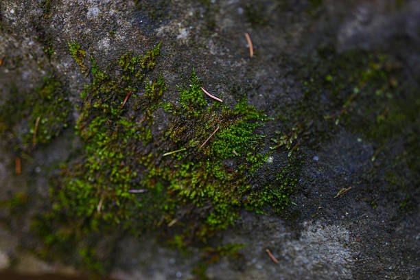 istock Vibrant green moss on rough stone surface with natural texture 2242172168