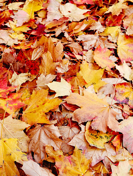 istock Full frame background of colorful autumn leaves 2242172256