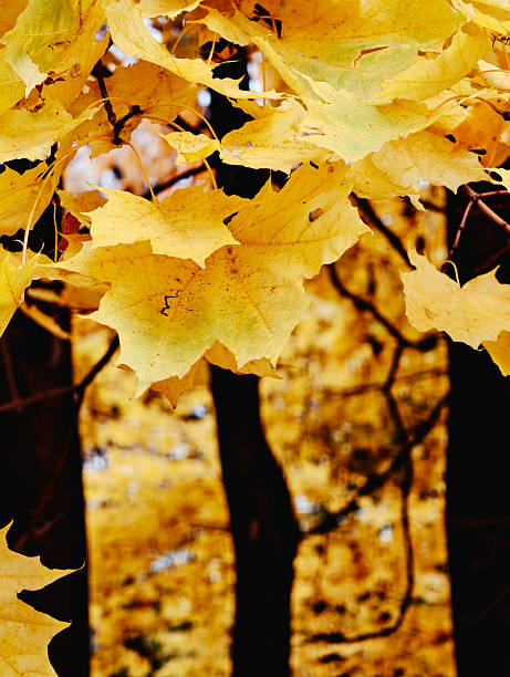 A path in a park is covered with fallen yellow and orange autumn leaves
