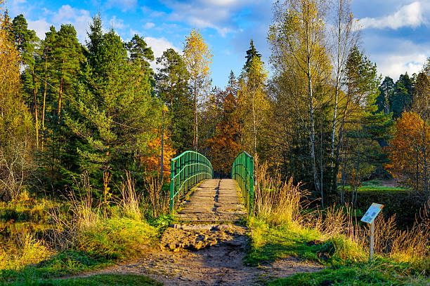 Green Arched Bridge Leading Through a Vibrant Autumn Forest
