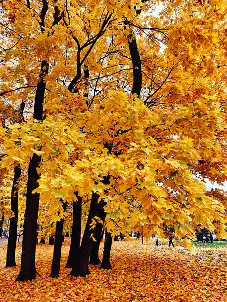 A path in a park is covered with fallen yellow and orange autumn leaves