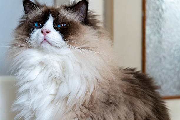 istock Fluffy Long-Haired Cat with Blue Eyes Looking Majestic Indoors 2242180908