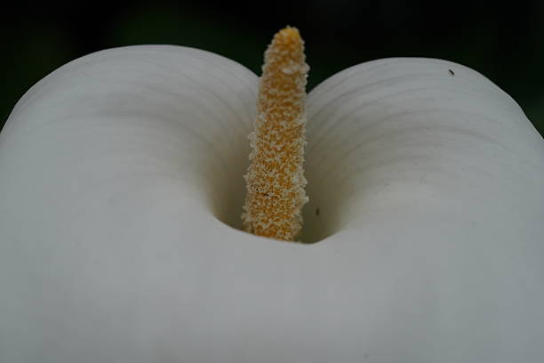 white calla lily with smooth curving spathe and golden spadix a sculptural bloom of elegant restraint simplicity and quiet floral intensity